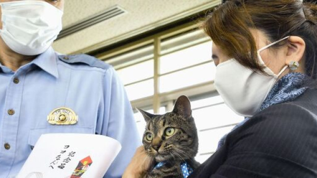 Koko accompagn&eacute;e de sa propri&eacute;taire pour recevoir les honneurs de la police japonaise (source : capture Twitter @kyodo)