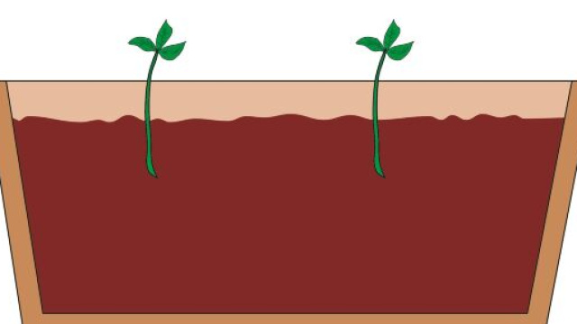 Il taleaggio, una modalit&agrave; per 'riprodurre' una pianta in poche settimane.