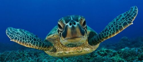Tortuga &hellip; (con im&aacute;genes) | Tortugas marinas, Animales bajo el agua ... - pinterest.ie
