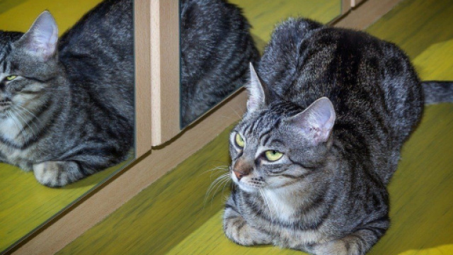 6 curiosit&agrave; sui gatti: non si riconoscono allo specchio.