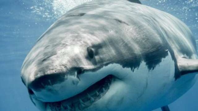 Australia, squalo attacca e uccide un surfista a Salt Beach: spiaggia chiusa.