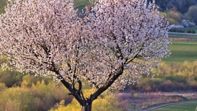 Oroscopo dell'8 giugno e previsioni delle stelle: equivoci per Leone e Pesci.