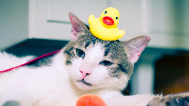 chat s'il vous suit dans la salle de bain ce n'est pas seulement pour prendre un bain - photo Pixabay