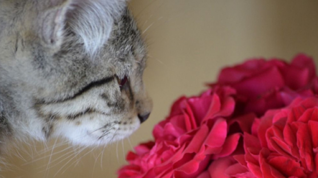 chat : il ne suffit pas de le laisser dormir avec lui pour lui montrez que vous l'aimez - Photo Pixabay