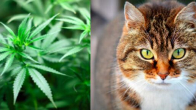Un simple histoire de chat permet &agrave; la police de trouver du cannabis - Photos Pixabay