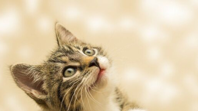 chat s'il fixe le mur ou le plafond ce n'es pas un hasard - Photo Pixabay