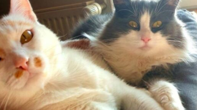 chat : il faut du temps pour qu'il s'entend bien avec un autre - Photo personnelle Marl&egrave;ne