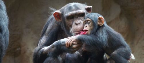 La cr&iacute;a de chimpanc&eacute; 'Happy' en una imagen de archivo