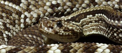 Mordeduras de serpientes venenosas