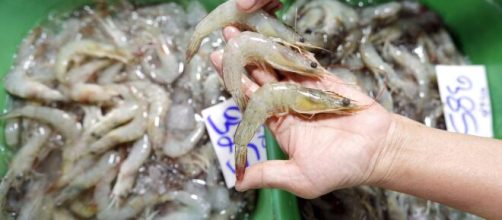 Encuentran coronavirus en una gambas congeladas provenientes de Ecuador