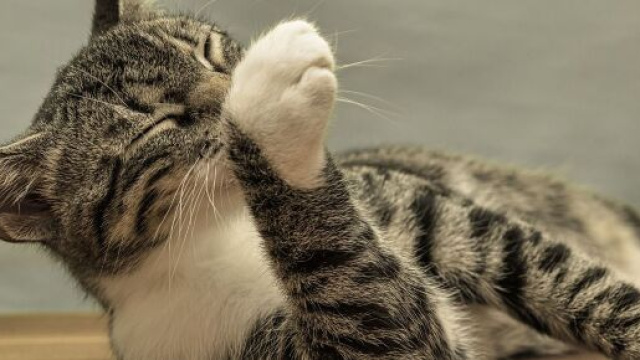 Quand changer la liti&egrave;re du chat - Photo Pixabay