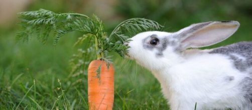 Los conejos son ideales como mascotas para los ni&ntilde;os