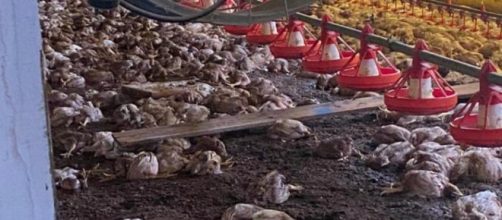 Tr&ecirc;s avi&aacute;rios de Nova Prata registraram alagamentos. (Arquivo Blasting News)