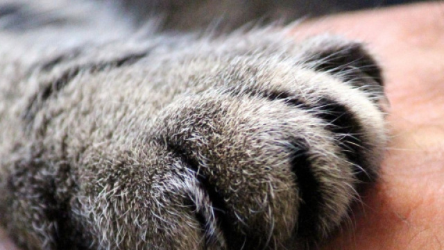 chat sa patte est son tendon d'Achile - Photo Pixabay