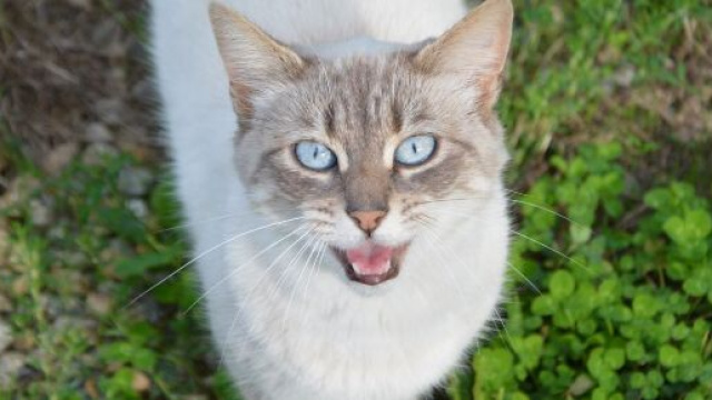 Chat: s'il miaule ce n'est pas seulement pour vous demander &agrave; manger - Photo Pixabay