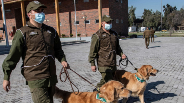 Au Chili, des chiens dress&eacute;s pour d&eacute;tecter les malades du Covid-19 - Photo capture d'&eacute;cran twitter