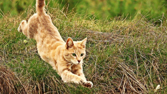 chat quart d'heure de folie - Photo Pixabay