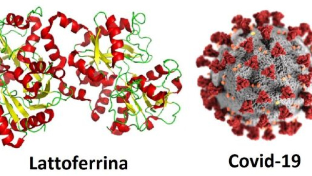 Una glicoproteina presente nel colostro e nel latte vaccino pu&ograve; prevenire le conseguenze del coronavirus.