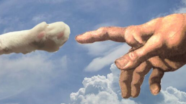 Votre chat est un ange gardien - photo collection Marl&egrave;ne