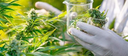 Associa&ccedil;&atilde;o ganha direito de produzir &oacute;leo de cannabis. (Arquivo Blasting News)