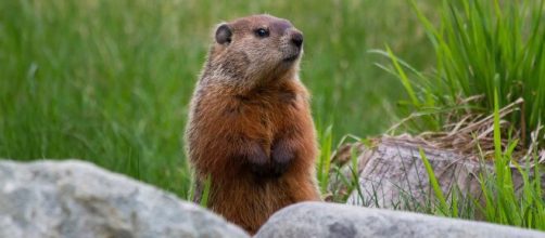 Jovem na Mong&oacute;lia morre de peste bub&ocirc;nica depois de comer carne de marmota. (Arquivo Blasting News)