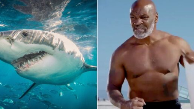 For some reason, Mike Tyson is going head-to-head with 'Jaws' in a ... - com.au