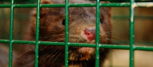 Arag&oacute;n ordena sacrificar 92.700 visones ante un brote de coronavirus