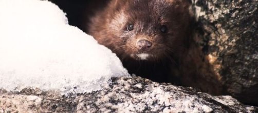 Autoridades sanitarias de Espa&ntilde;a debieron aprobar el sacrificio de visones contagiados con el coronavirus.