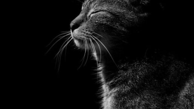 Chat : toutes les questions que vous vous posez sur votre f&eacute;lin - Photo Pixabay