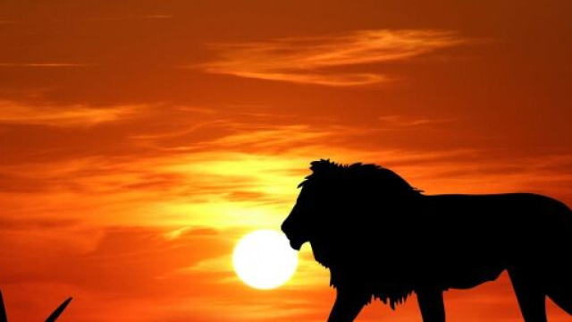 Oroscopo agosto, Leone: entusiasmo nelle collaborazioni, poche conquiste.