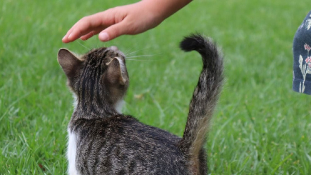 Pourquoi votre chat appr&eacute;cie autant que vous lui caressiez la t&ecirc;te - Photo Pixabay