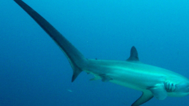 Trieste, avvistato uno squalo volpe lungo quattro metri: si tratta di una specie a rischio.