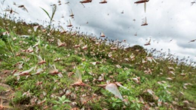 Sardegna: invasione di cavallette, chiesto lo stato di calamit&agrave;.