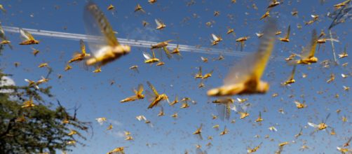 Gafanhotos podem entrar no Brasil esta semana e causar estragos na safra agr&iacute;cola. (Arquivo Blasting News)