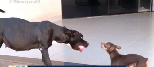 Segundo veterin&aacute;rios, &eacute; poss&iacute;vel que tenha ocorrido o cruzamento entre o pinscher e a pitbull. (Arquivo Blasting News)