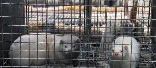 Visons s&atilde;o sacrificados por contamina&ccedil;&atilde;o de coronav&iacute;rus. (Arquivo Blasting News)