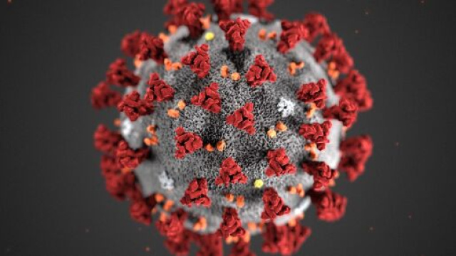 Coronavirus, aggiornamento del 19 luglio.