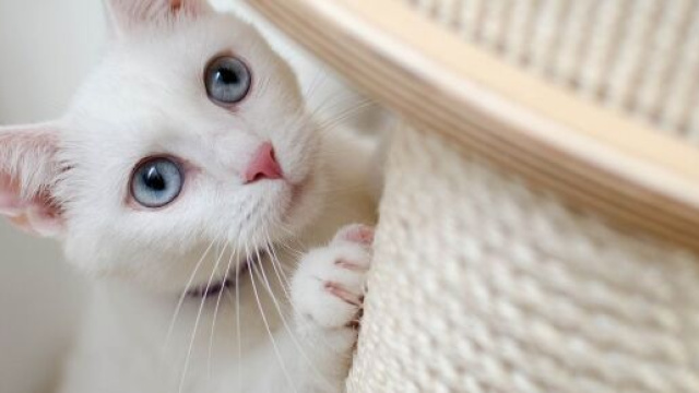 Chat : il ne suffit pas de le vacciner pourqu'il soit en bonne sant&eacute; - Photo pixabay