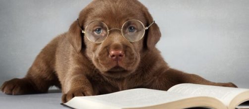 5 libros para leer durante el D&iacute;a Mundial del Perro