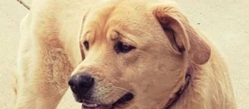 Cleo andou do Kansas ao Missouri, nos Estados Unidos. (Reprodu&ccedil;&atilde;o/Facebook)