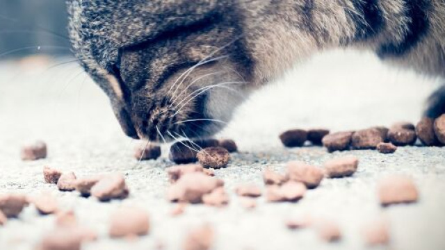 chat s'il met sa nourriture par terre avant de manger ce n'est pas seulement par confort - Photo pixabay