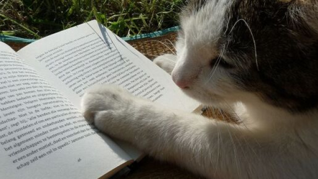 chat s'il vient vous d&eacute;ranger ce n'est pas seulement par amour - photo pixabay