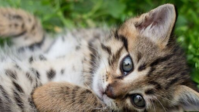 Adopter un chat pourrait vous co&ucirc;ter bonbon - Photo Pixabay