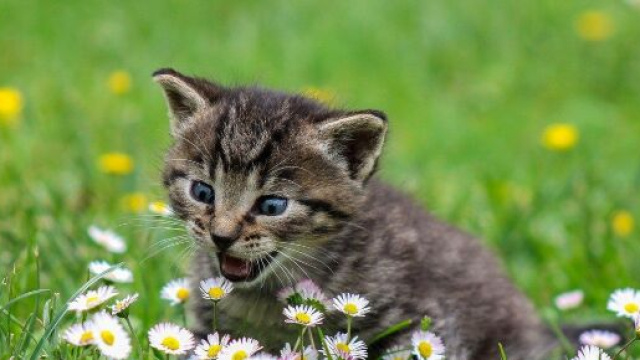 chat qui miaule tout le temps : comment y rem&eacute;dier ? Photo Pixabay