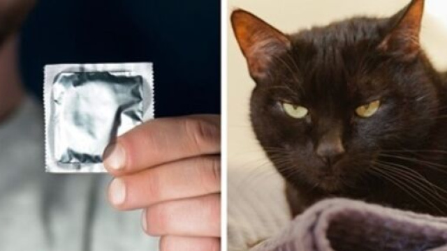 Un homme accuse son chat d'avoir mis sa femme enceinte - photo montage