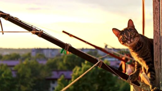 chat comment le prot&eacute;ger du soleil - Photo Pixabay