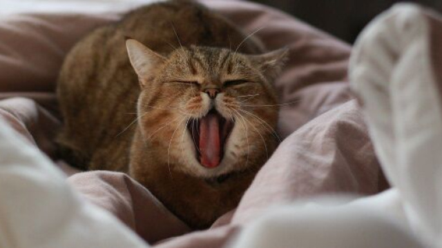 chat : s'il p&eacute;trit avec ses pattes ce n'est pas pour se faire un lit douillet - photo Pixabay