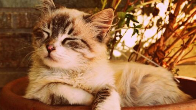 Chat : il ne suffit pas de cligner des yeux pour lui dire bonjour - Photo Pixabay