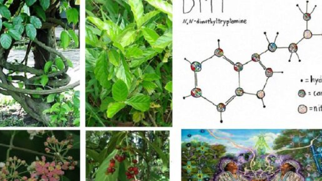 Ayahuasca &egrave; un decotto preparato con alcune piante del Sud America, come Banisteriopsis caapi e Psychotria viridis. L'infuso contiene DMT.