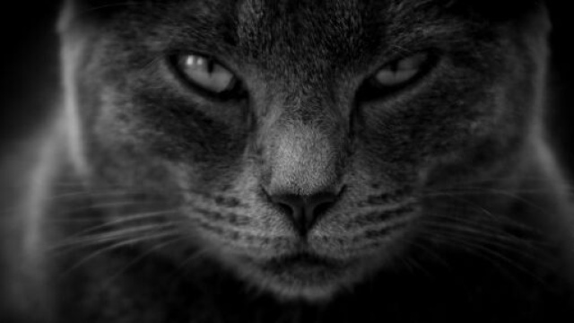 chat toutes ces choses qu'il d&eacute;teste chez vous - Photo Pixabay